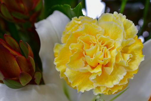 黄色のカーネーション 黄色のカーネーションの写真