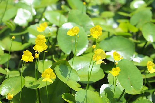 植物 タヌキモ 植物 タヌキモの写真