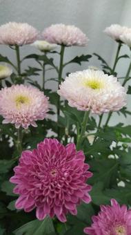 菊 菊の写真