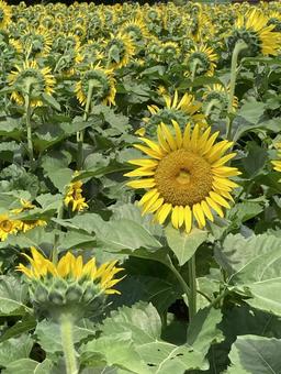 ひとりだけ振り向いてくれたひまわりの花 ひとりだけ振り向いてくれたひまわりの花の写真