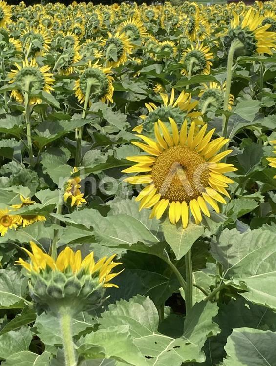 ひとりだけ振り向いてくれたひまわりの花 ひまわり,向日葵,花の写真素材