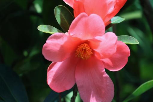 赤い花びらのアザレアツバキの花のアップ 赤い花びらのアザレアツバキの花のアップの写真