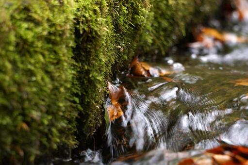 大山の水を流れるもみじ3　紅葉素材 モミジ,紅葉,葉の写真素材