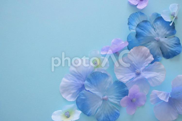 あじさいで梅雨のイメージ 梅雨,６月,あじさいの写真素材