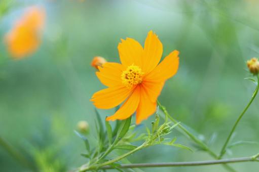 The yellow cosmos stands out against the greenery in the background, JPG