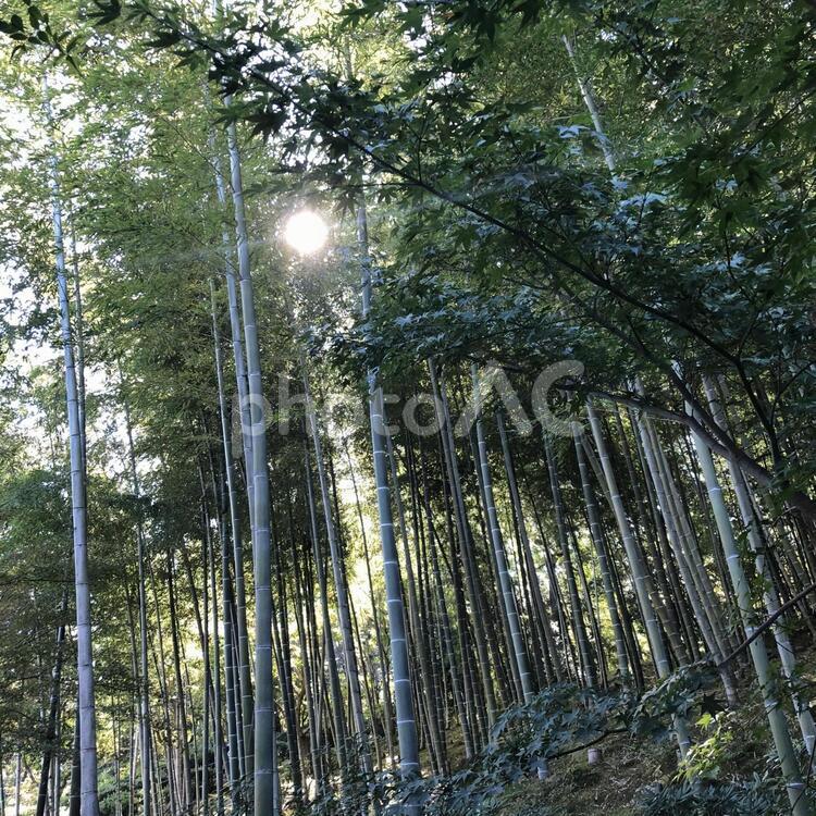 竹林から太陽が☀️ひょっこり 木,光,葉の写真素材
