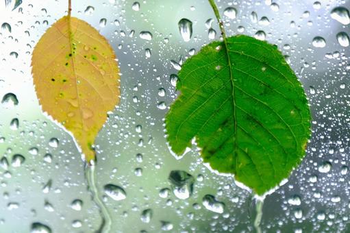Raindrops, JPG
