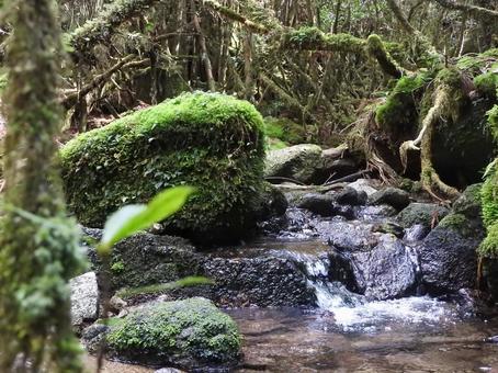 苔むすの森 苔むすの森の写真