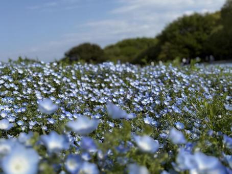ネモフィラ 自然,ネモフィラ,花の写真素材