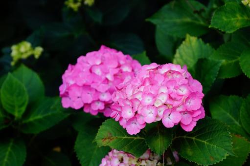紫陽花 紫陽花の写真
