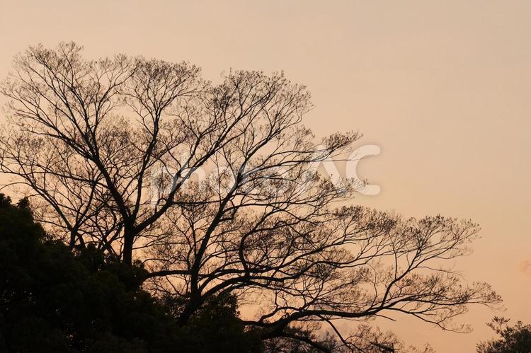 夕暮れ 夕暮れ,夕方,夕焼けの写真素材
