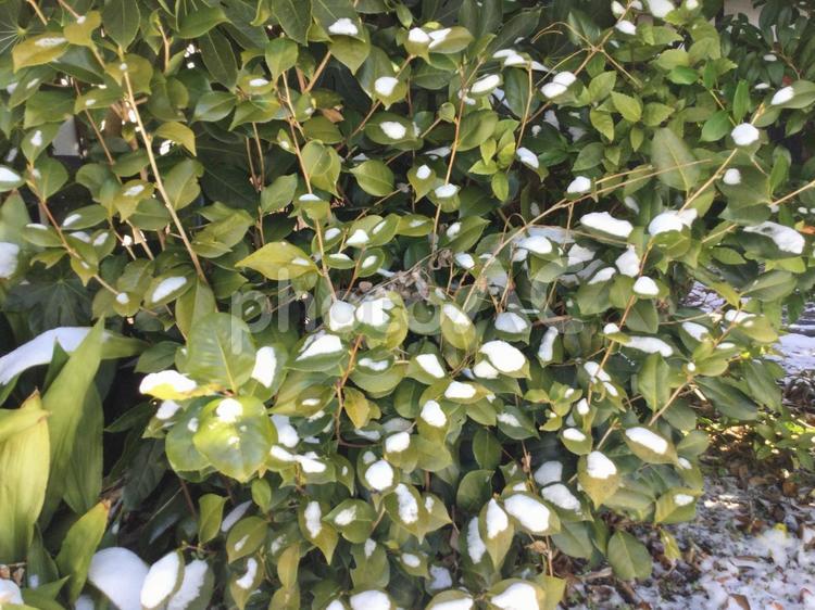 雪の名残 木,雪,冬の写真素材