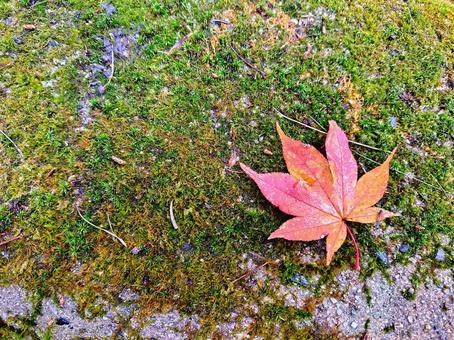 苔の上の紅葉 苔の上の紅葉の写真