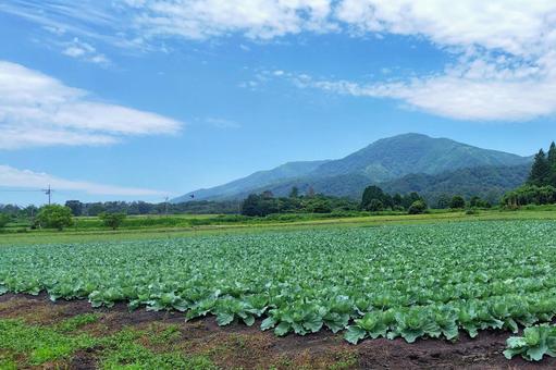キャベツ畑 キャベツ畑 キャベツ,畑,キャベツ畑の写真素材