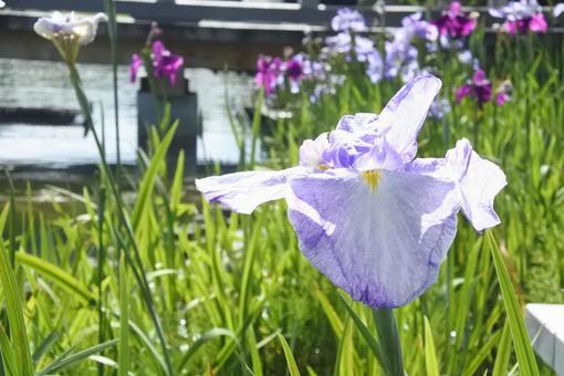 花菖蒲/ハナショウブ 花菖蒲/ハナショウブの写真