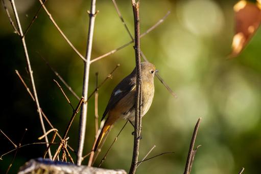 枝にとまるジョウビタキのメス 枝にとまるジョウビタキのメス ジョウビタキ,ジョビコ,ジョウビタキのメスの写真素材