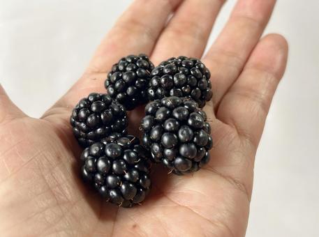 Beauty blackberry in the palm of your hand (side view), JPG
