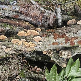 Mushrooms growing on cut trunks, JPG Mushrooms growing on cut trunks, JPG