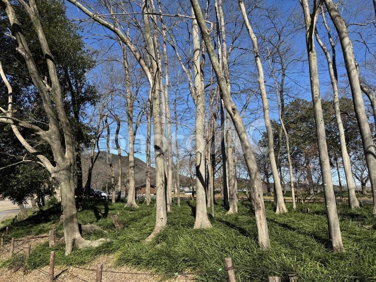 冬の巾着田曼殊沙華公園② 巾着田,曼殊沙華,彼岸花の写真素材