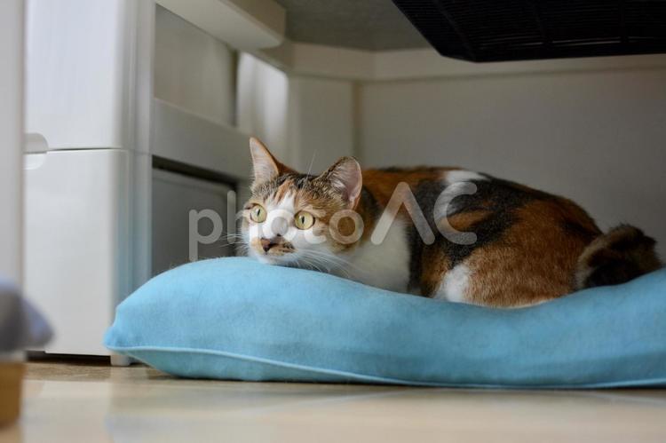 枕にフィットしている三毛猫 猫,三毛猫,ペットの写真素材