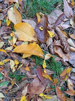 松ぼっくりと落ち葉の写真