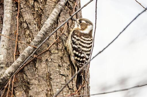 コゲラ(58) 鳥,コゲラ,キツツキの写真素材