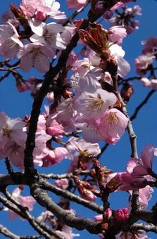 青天の下の桜 青天の下の桜の写真