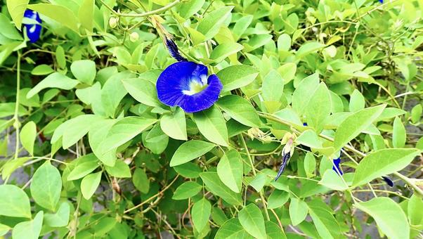 野外に咲くバタフライピー 野外に咲くバタフライピー バタフライピー,紫,青の写真素材