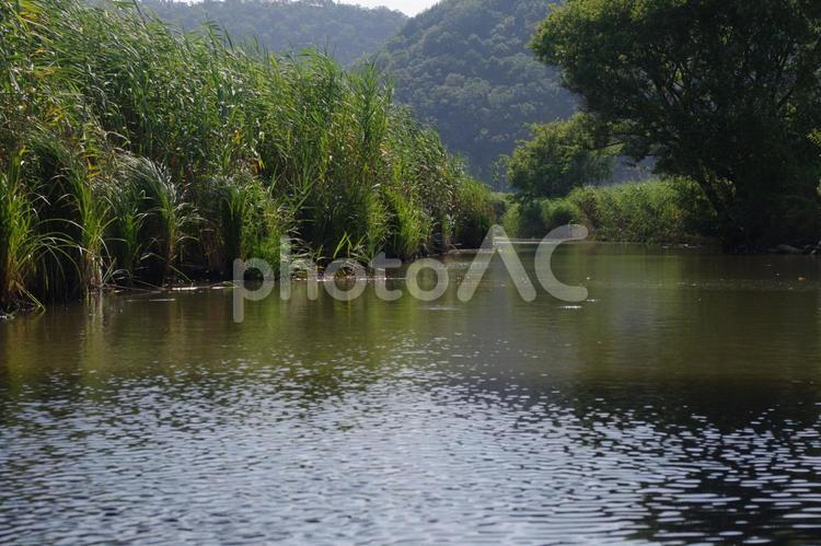滋賀県・琵琶湖に揺れるヨシの原風景 ヨシ,滋賀,琵琶湖の写真素材