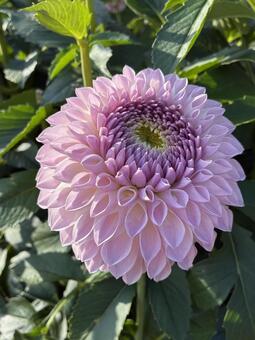 花 ダリア,キレイ,大輪の写真素材