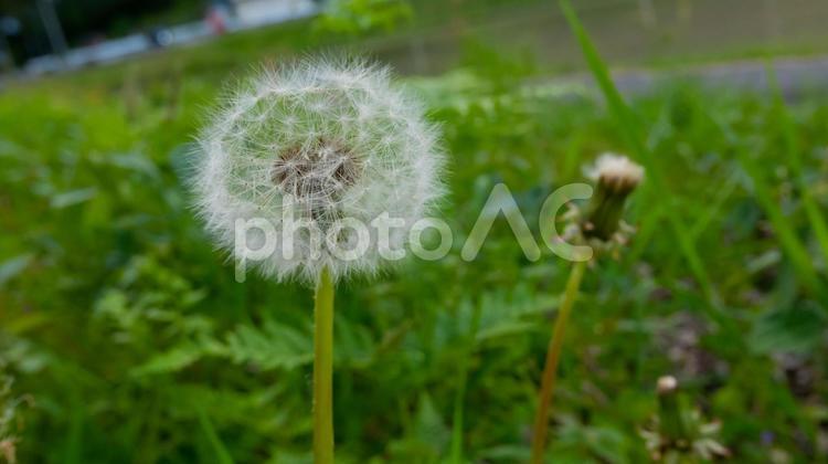 風に舞う、たんぽぽの綿毛の旅 たんぽぽ,綿毛,白の写真素材