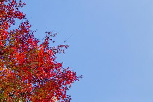 もみじ 紅葉,もみじ,秋の写真素材