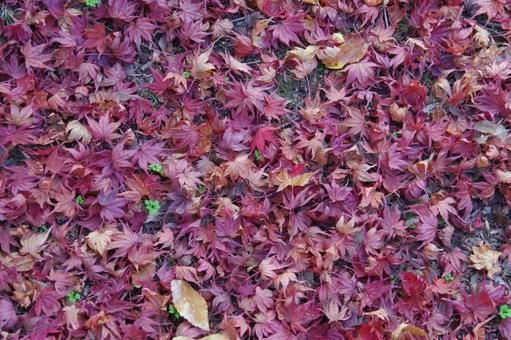 落ち葉 落ち葉,秋,地面の写真素材