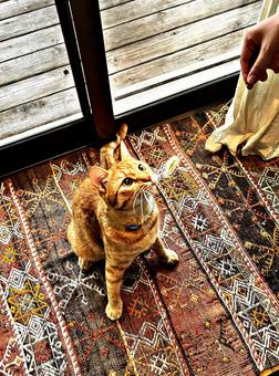 ねこじゃらしで遊ぶ猫 ねこじゃらしで遊ぶ猫の写真