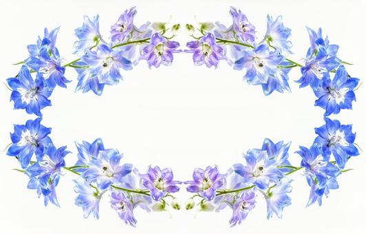 デルフィニウムの花輪イメージ素材 デルフィニウムの花輪イメージ素材 花,青,デルフィニウムの写真素材