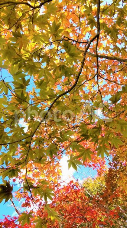 空を覆う色とりどりの紅葉 紅葉,もみじ,モミジの写真素材