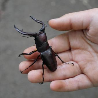 クワガタ クワガタ クワガタ虫,昆虫,生き物の写真素材