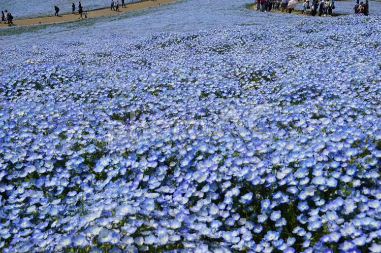 国営ひたち海浜公園　花畑　ネモフィラ 国営ひたち海浜公園,公園,ネモフィラの写真素材