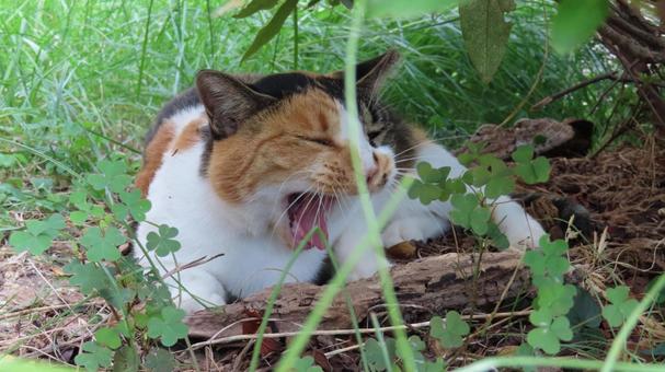 百獣の王を彷彿させる吠える三毛猫 三毛猫,猫,寝転ぶの写真素材