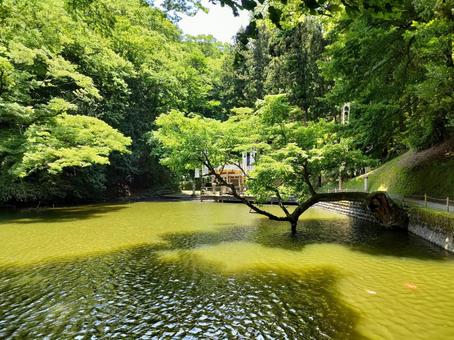 東北 新緑の季節と池 東北 新緑の季節と池 新緑,東北,夏の写真素材