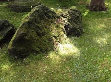 苔と陽だまり 苔と陽だまりの写真