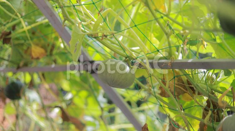 畑でのびのびと育つ7月のかぼちゃ かぼちゃ,カボチャ,南瓜の写真素材