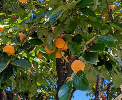 柿の木 東京,秋,屋外での写真素材