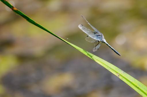 Photo, dragonfly, shicharatombo, insect, 