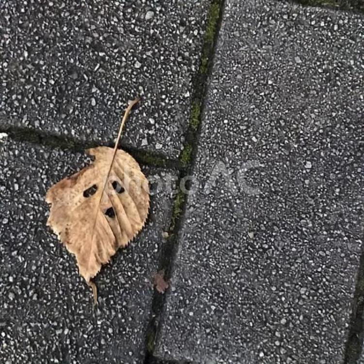 小さい秋見つけた… 秋,枯葉,落ち葉の写真素材