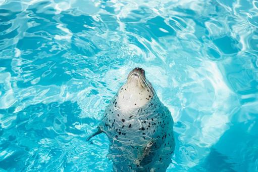 水族館海豹 水族館海豹
