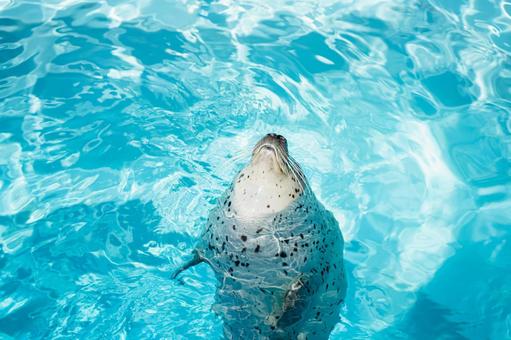 Aquarium seal wallpaper, JPG