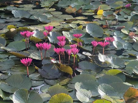 宮古島の花(スイレン) 宮古島の花(スイレン)の写真