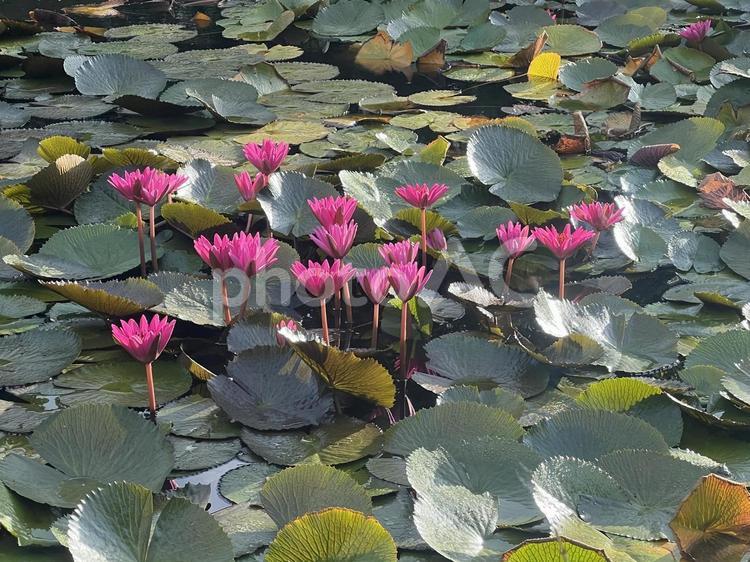 宮古島の花（スイレン） すいれん,スイレン,睡蓮の写真素材