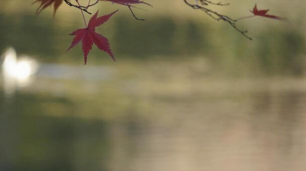 ネイチャーデザイン、紅葉の風 ネイチャーデザイン、紅葉の風 の写真